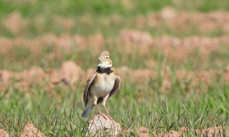 زمین‌های کلزای خراسان‌شمالی؛ مزرعه یا تالار پذیرایی چکاوک‌ها؟