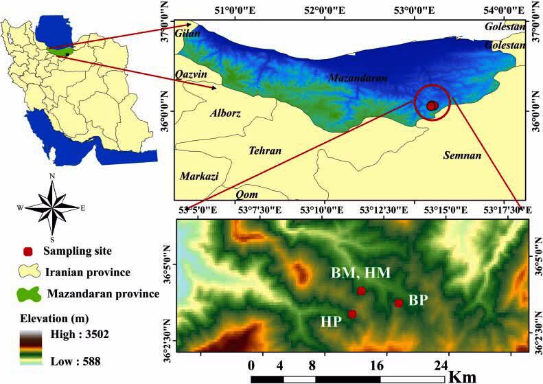 راش‌ها در جنگل‌های آمیخته پربازده‌تر می‌شوند