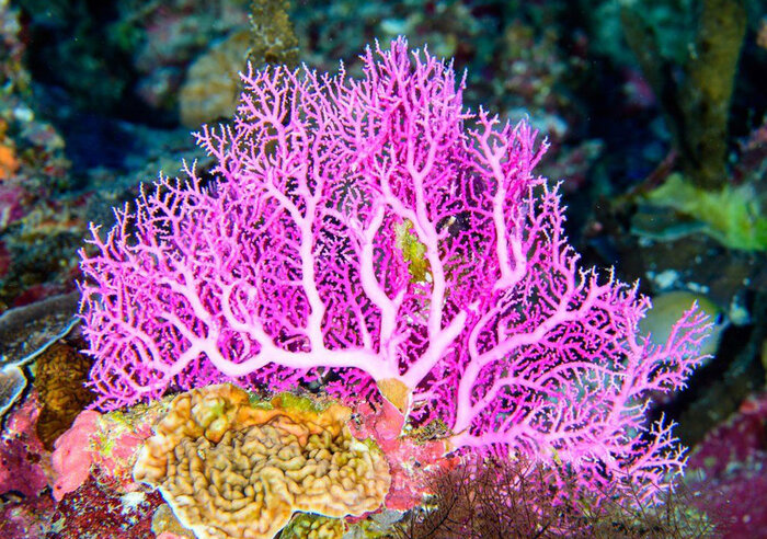 وضعیت مناسب آبسنگ‌های مرجانی جزیره سیری/لنگراندازی شناورهای صیادی تهدیدی جدی