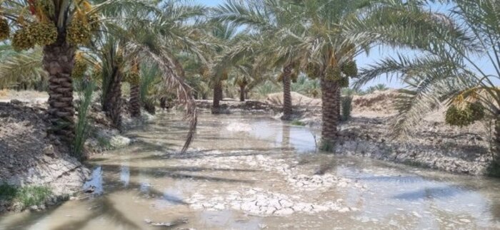 سالهای خشکِ کم باران بوشهر؛ با تهمانده منابع آبی چه باید کرد؟