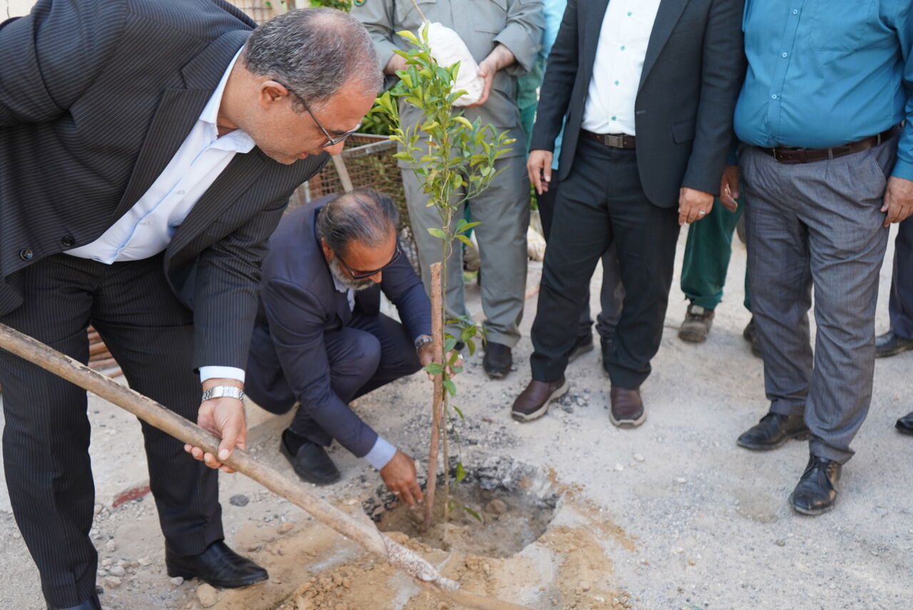 اجرای طرح "محله سبز" در بوشهر آغاز شد اجرای طرح "محله سبز" در بوشهر آغاز شد