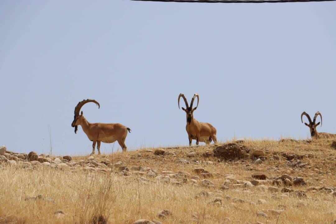طرح سرشماری زمستانه حیات وحش  چهارمحال و بختیاری با استفاده  از پهپاد آغاز شد