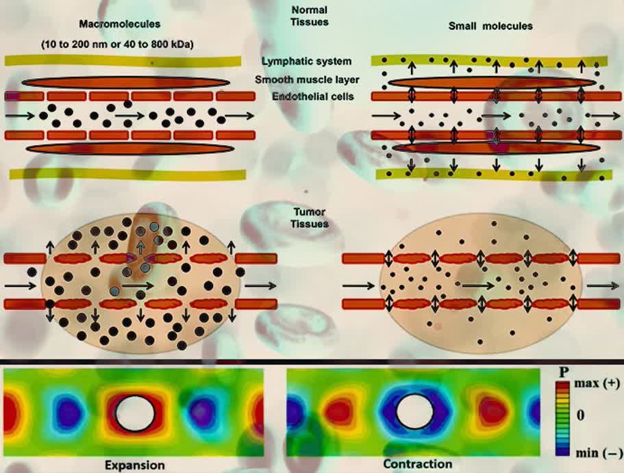 در نظر گرفتن رفتار رئولوژیکی خون برای ارزیابی آسیب به سلول‌های رگ