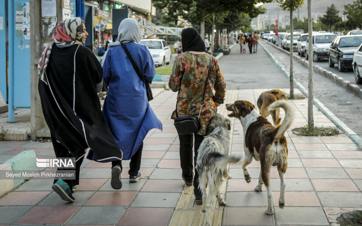 بحران سگ‌های بی‌صاحب در آبادان؛ تهدیدی برای امنیت، سلامت و گردشگری