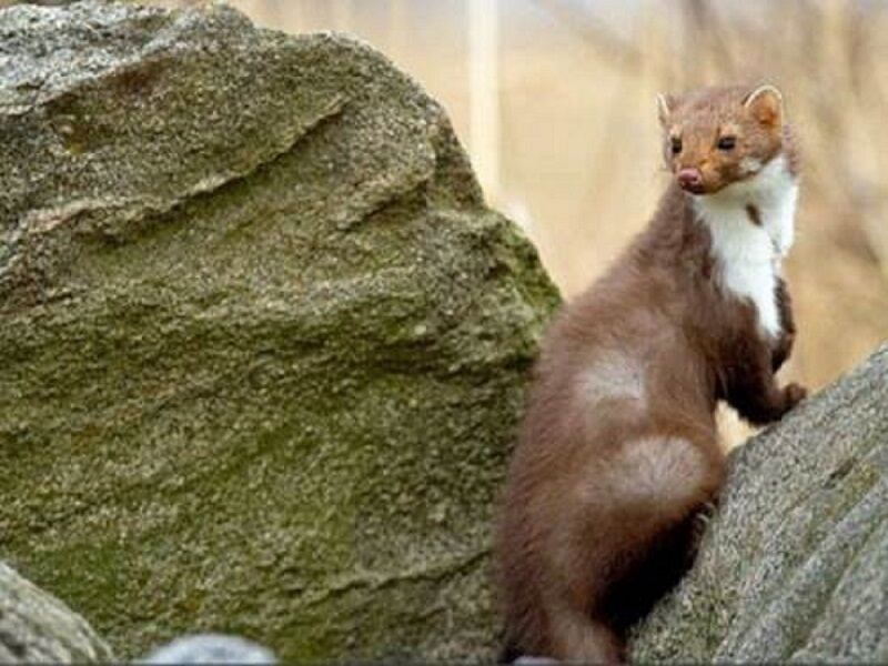 ثبت نخستین مشاهده سمور سنگی در شهرستان بردسکن