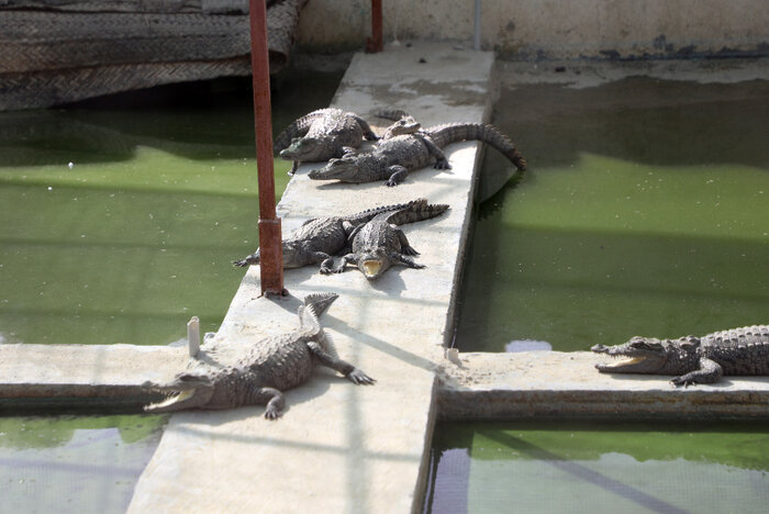 سهمخواهی گاندو از اقتصاد ایران