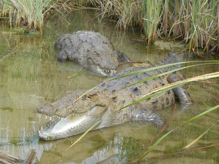 سهمخواهی گاندو از اقتصاد ایران
