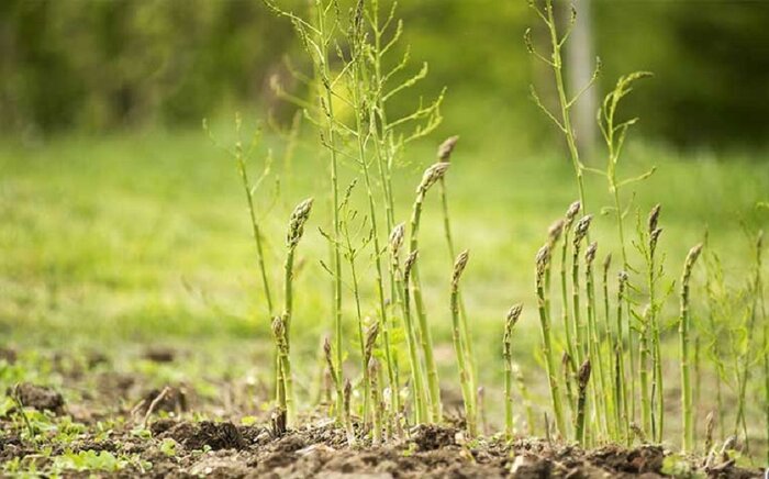 کشت هشت هکتار مارچوبه در نهاوند برای نخستین بار