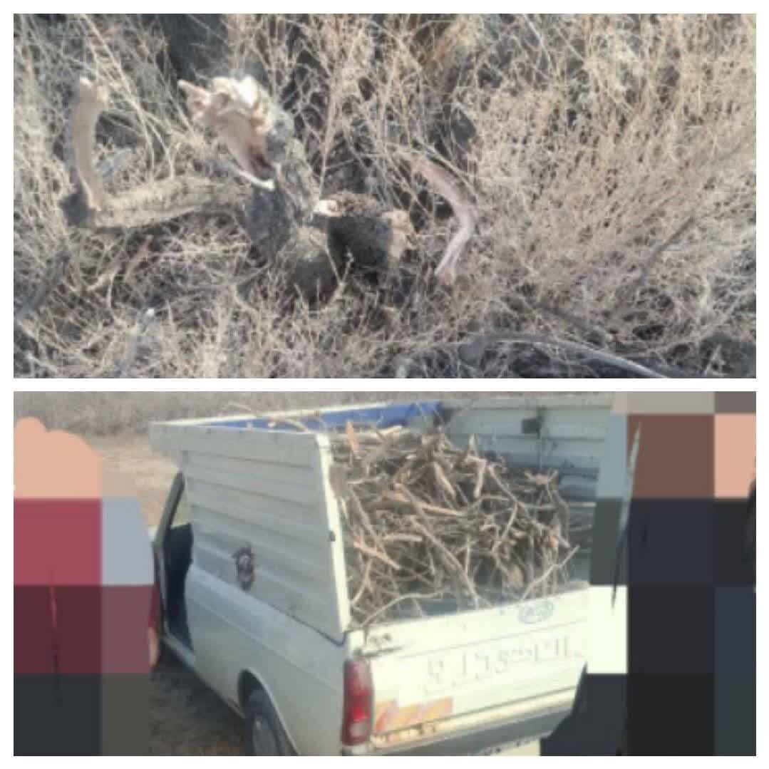 متخلفان قطع غیرقانونی درختان گز در تالاب قرهقشلاق دستگیر شدند