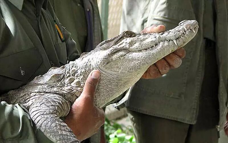 حالا دیگر گاندو هم از اقتصاد ایران سهم می‌خواهد