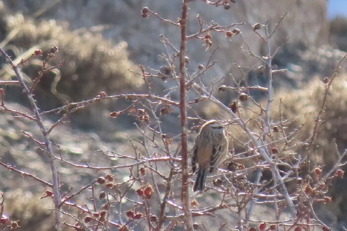 ثبت نخستین پرواز «صَعوه ابرو سفید» در خراسان جنوبی