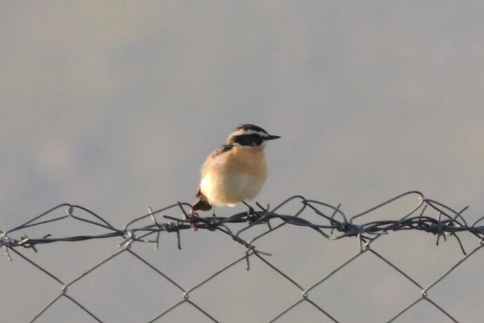 ثبت نخستین پرواز «صَعوه ابرو سفید» در خراسان جنوبی