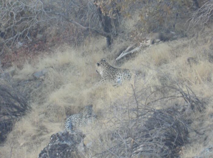 مشاهده پلنگ ایرانی در ارتفاعات فیروزکوه