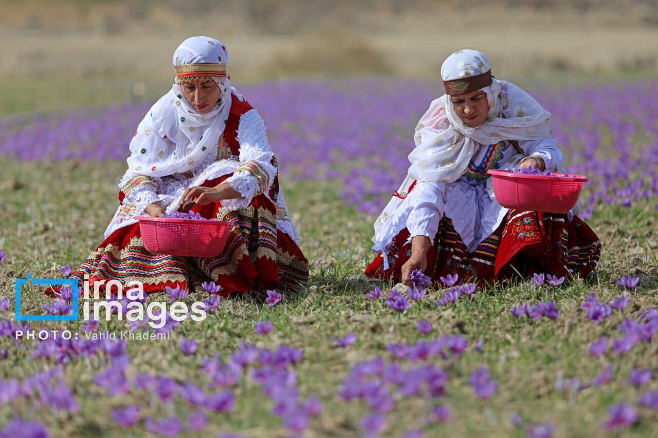جهش وامنان به قطب تولید گیاهان دارویی گلستان