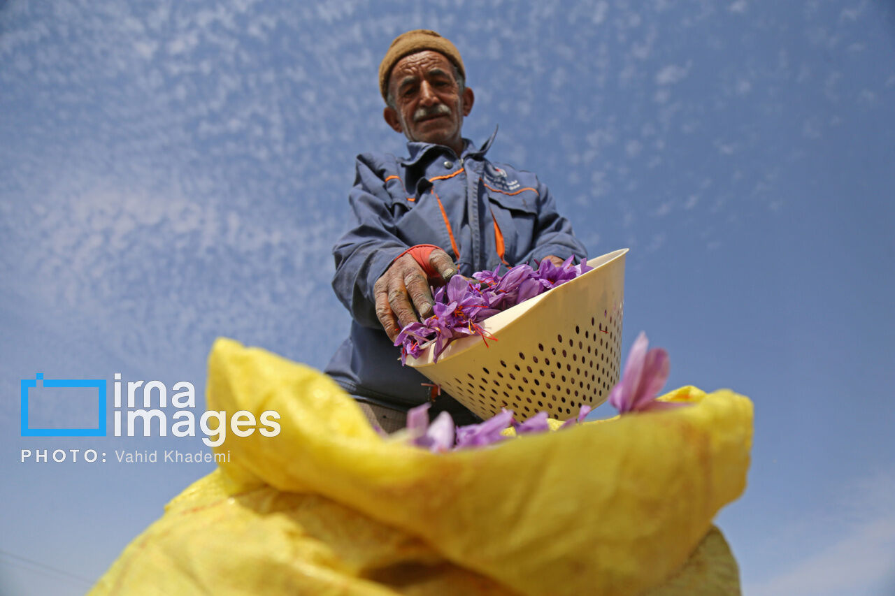 کشاورزی ایلام به سوی محصول‌های کم‌آب‌بر و پول‌ساز در حرکت است