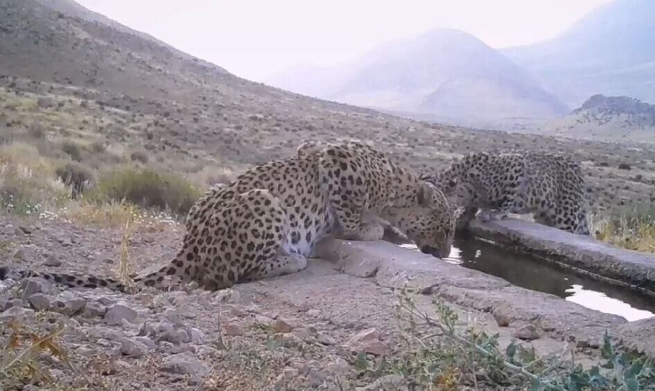 رویدادی کم‌سابقه در حیات‌وحش ایران؛ مشاهده سه قلاده پلنگ ایرانی در پاوه