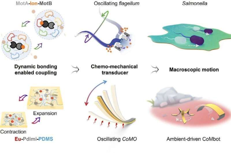 ریز ربات‌هایی که با گرمای بدن، حرکت می‌کنند