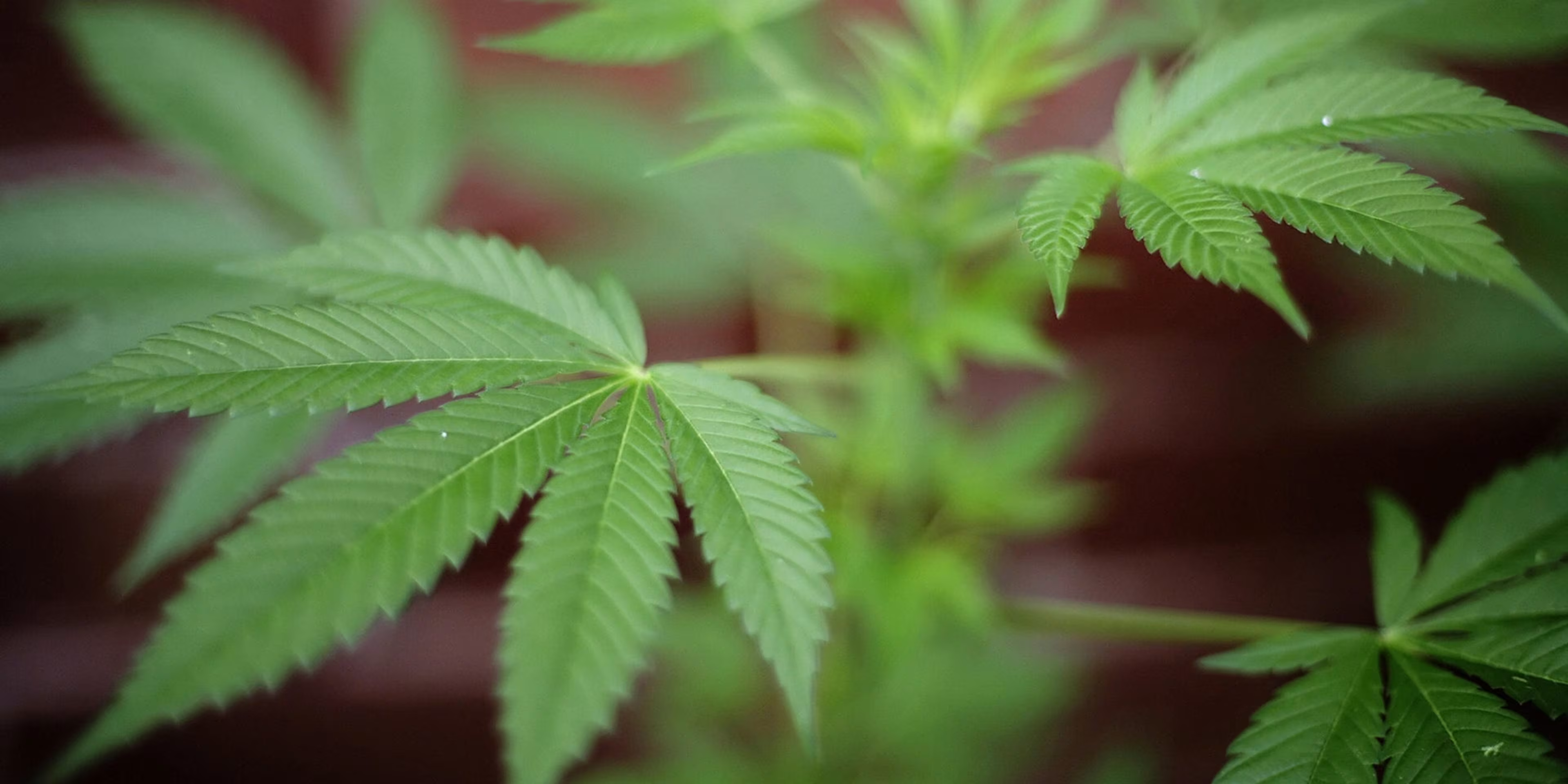 «سندرم استفراغ مکرر ناشی از مصرف ماریجوانا» بهعنوان بیماری رسمی شناخته شد