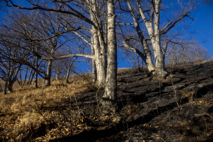 شایعهای که رنگ باخت؛ آتشسوزی جدید در جنگل الیت تکذیب شد