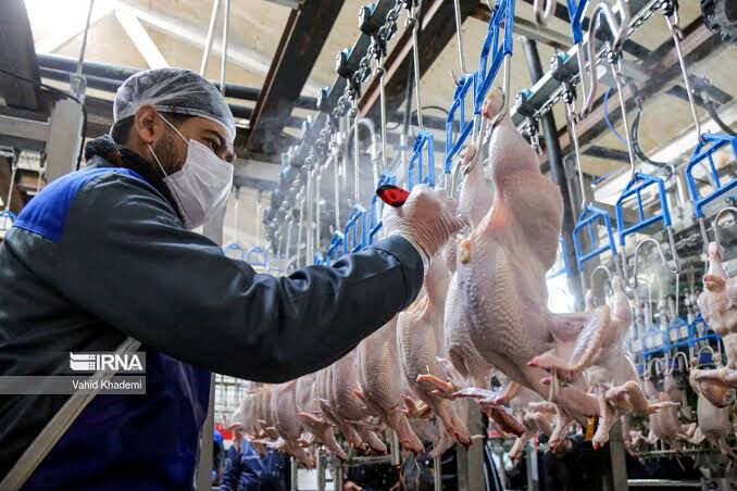 هشدار سازمان جهاد کشاورزی؛ کشتارگاه‌های کم‌کار در آذربایجان‌غربی تعزیراتی می‌شوند