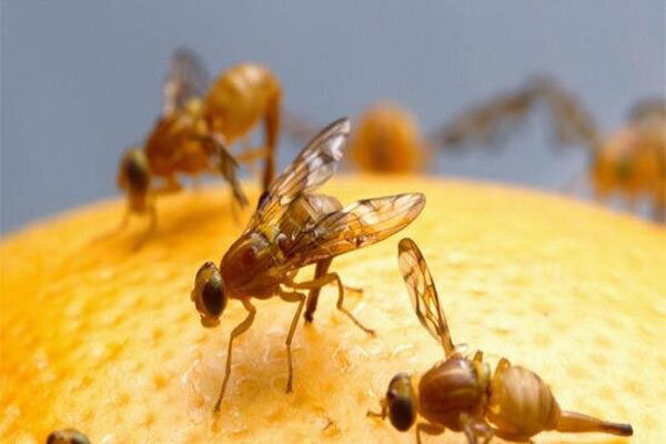 نابودی مگس میوه مدیترانهای در باغهای بابل برای افزایش تولید مرکبات