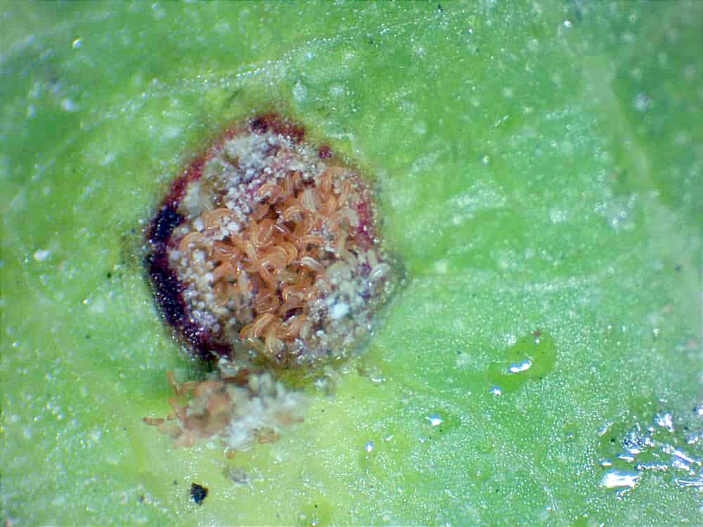 زنگار بر برگ‌های طلایی اقلید؛ گردو در محاصره یک مهاجم