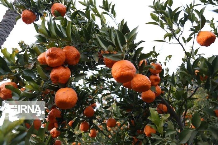 نابودی مگس میوه مدیترانه‌ای در باغ‌های بابل برای افزایش تولید مرکبات