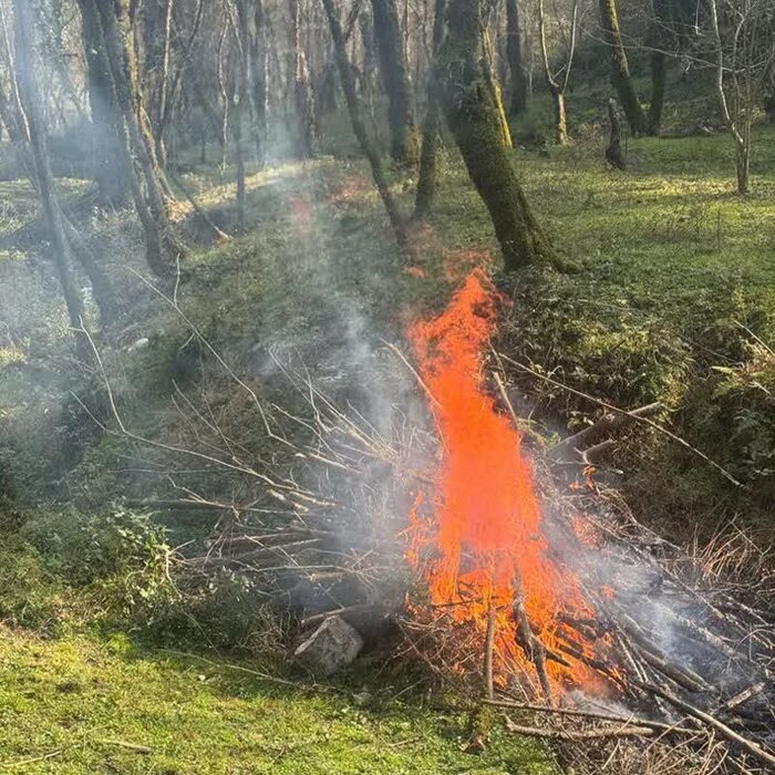 آتشافروز هیرکانی دستگیر شد
