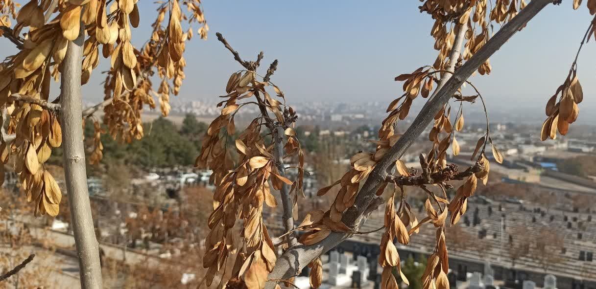 تشدید آلودگی هوای مراغه