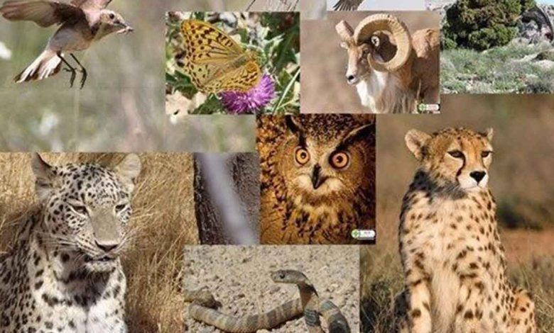 تلاشهای ایران برای جلوگیری از تغییر وضعیت گونهای شاهین در کنوانسیون سایتیس