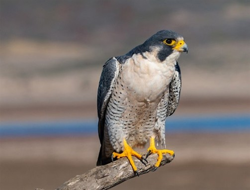 تلاشهای ایران برای جلوگیری از تغییر وضعیت گونهای شاهین در کنوانسیون سایتیس