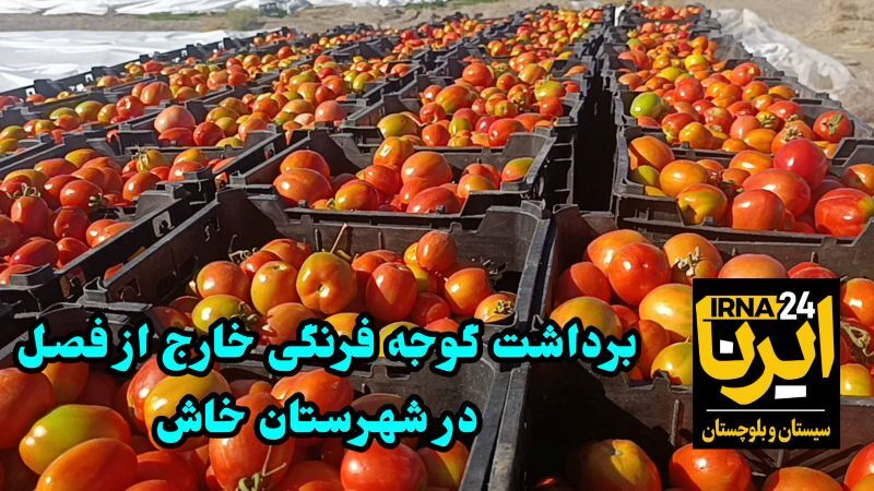 فیلم| آغاز برداشت گوجه‌فرنگی خارج از فصل در شهرستان خاش