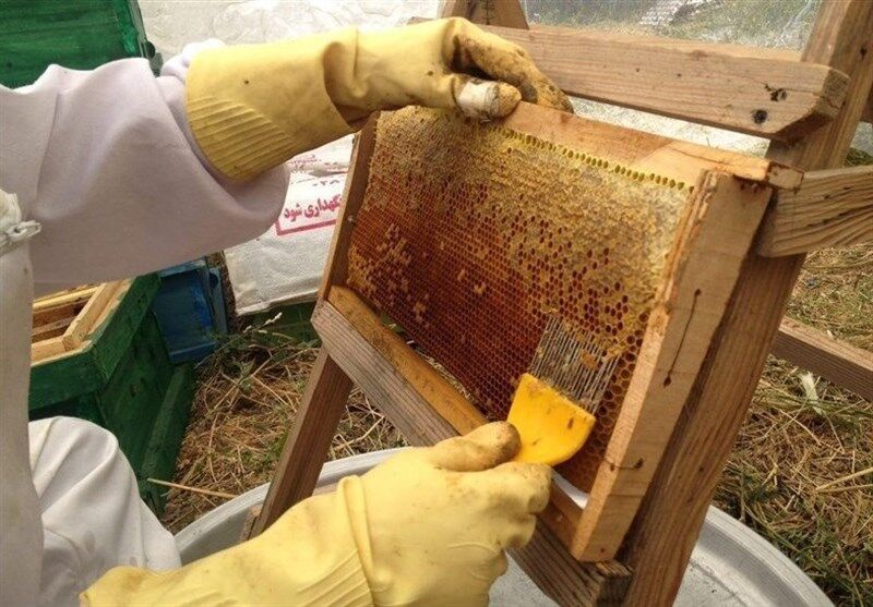 تولید ۳۱۶۰ تن عسل در بوشهر