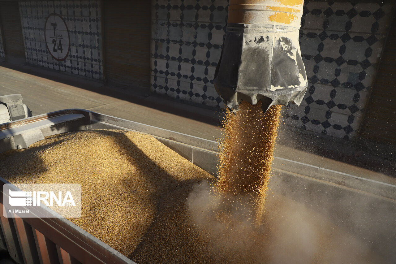 ۴۰ تن نهاده‌های دامی فاسد در یک مرغداری بابل کشف شد