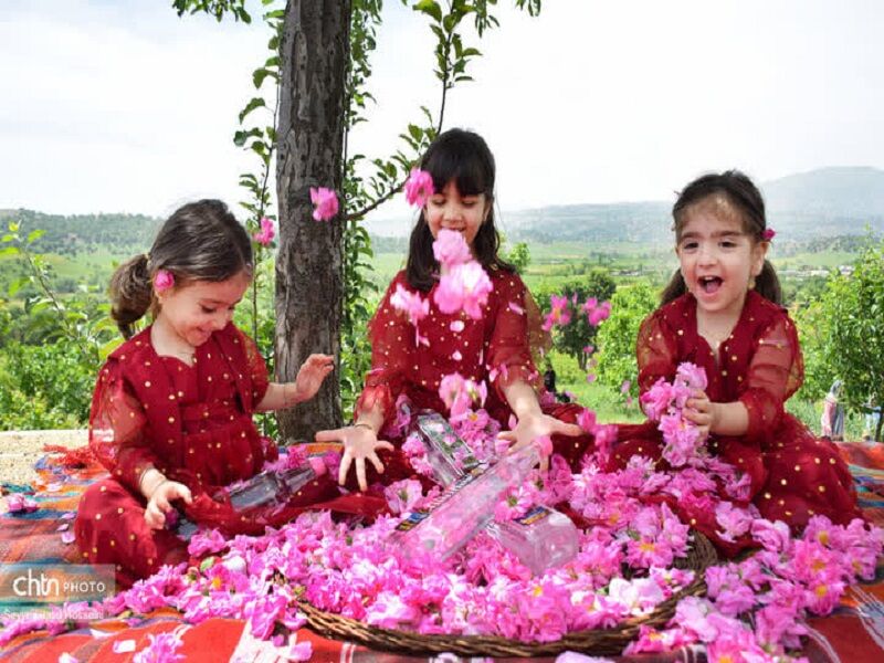 جشنواره گلاب‌گیری بانه ثبت ملی شد