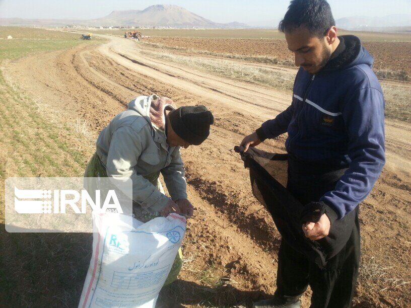 ۱۲ هزار تُن کود یارانهای بین کشاورزان کهگیلویه و بویراحمد توزیع شد