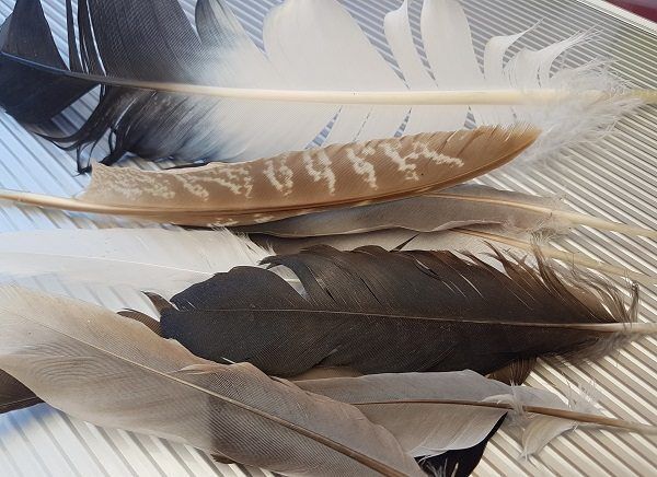 تهیه کنجاله پروتئینی از پَر