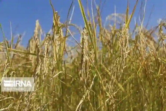 پرواز زنبورها علیه کرم ساقهخوار در شالیزارهای مازندران