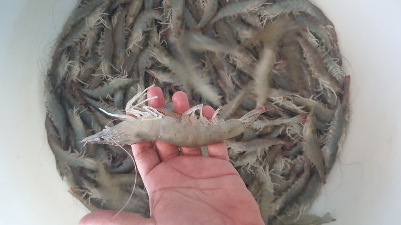 موفقیت برنامه اصلاح نژاد میگو، گامی موثر درکاهش وابستگی به خارج موفقیت برنامه اصلاح نژاد میگو، گامی موثر درکاهش وابستگی به خارج