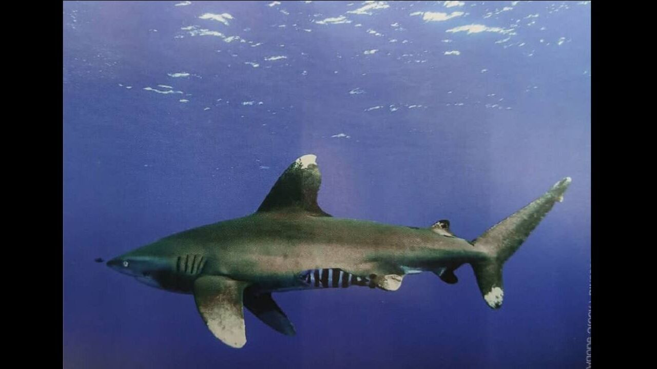 اهمیت حضور فعال ایران در کنوانسیون بینالمللی گونههای جانوری در معرض خطر