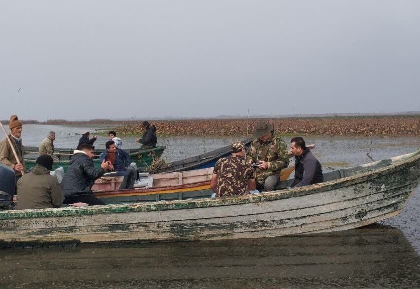 عملیات فوری جمع‌آوری نهال‌های صنوبر خودرو در تالاب بین المللی انزلی آغاز شد