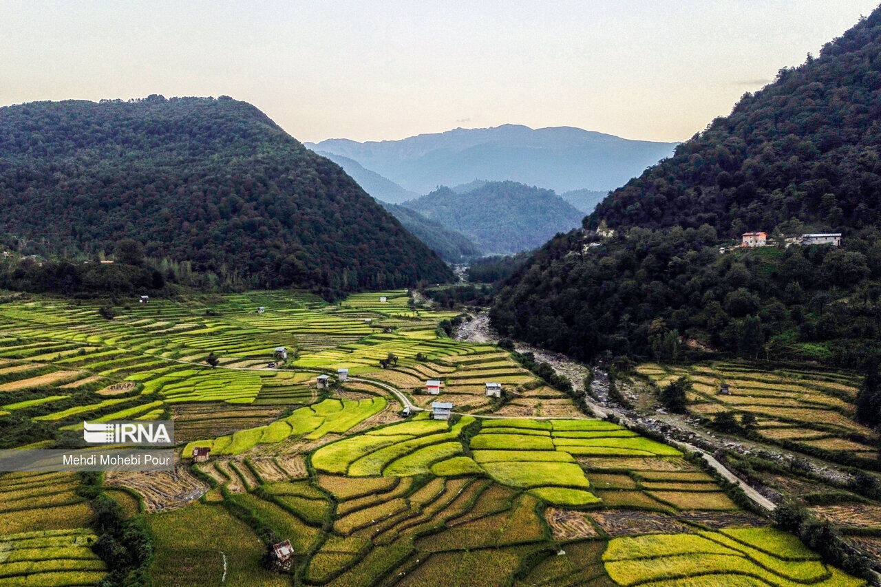 طلای کاغذی، انگیزه‌ای موثر برای رونق تولید محصولات کشاورزی در بابل