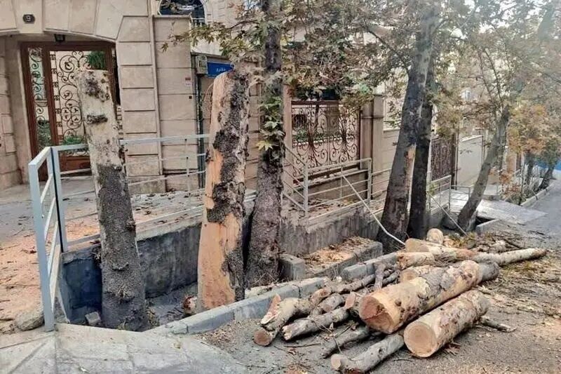 متهم اصلی قطع درختان تهران کیست؟