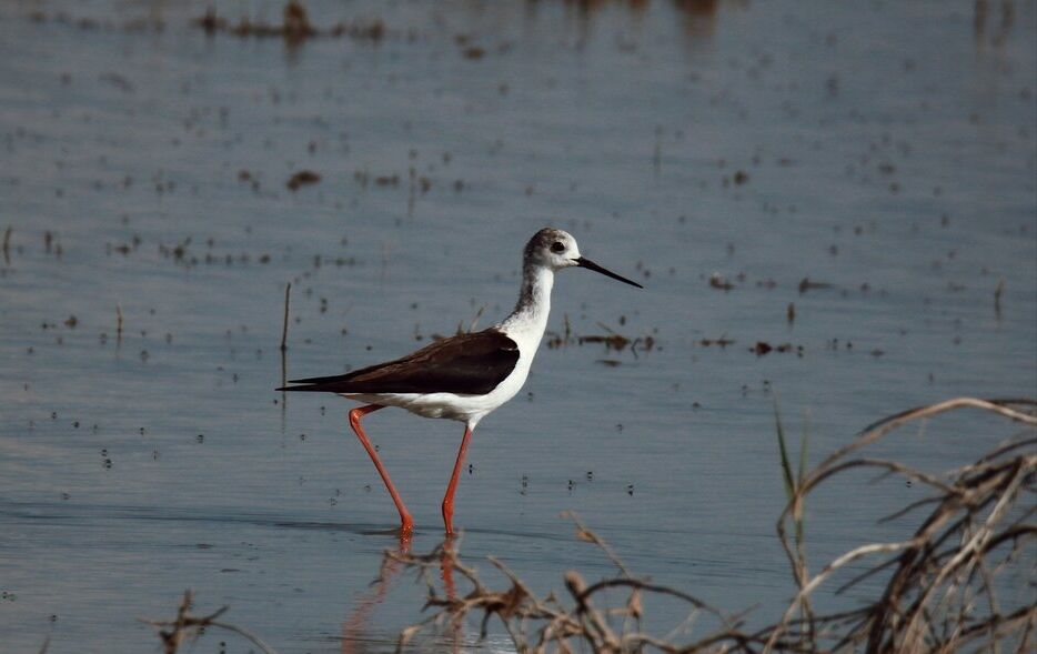 پروژه مشترک ایران با ژاپن و امید به احیای دوباره تالاب پریشان پروژه مشترک ایران با ژاپن و امید به احیای دوباره تالاب پریشان