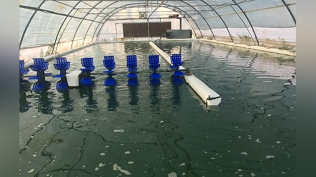 دستیابی به فناوری هوشمند ریزجلبکی برای تصفیه آب و جذب دیاکسیدکربن در ایران