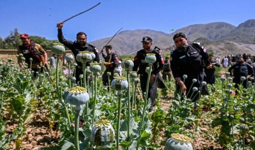 فناوری پهپادی؛ چاره اندیشی پاکستان برای ریشه‌کنی کشت خشخاش