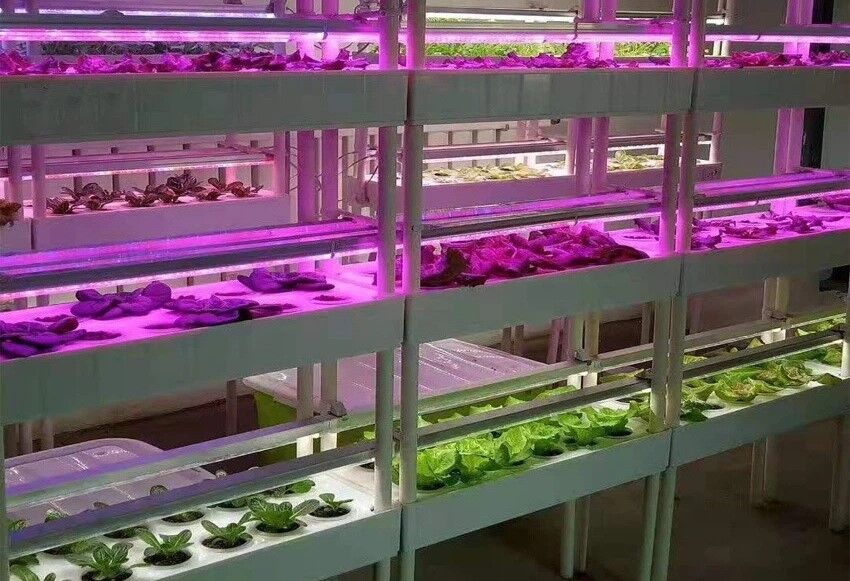 بهینه‌سازی ریز ازدیادی گیاهان با استفاده از نورهای LED در ایران