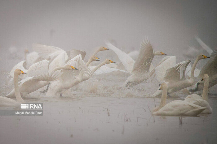 فیلم| فرود اولین گله قوهای فریادکش در تالاب سرخرود