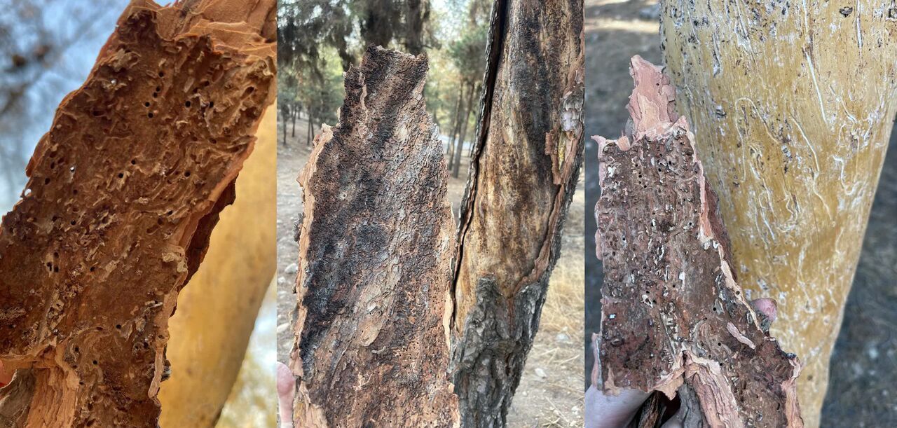 گامی نو در مدیریت آفات و عوامل خسارت‌زای گیاهان