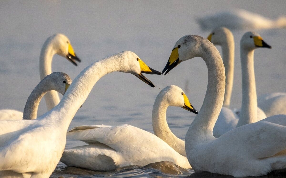 تالاب سولدوز نقده قوهای فریادکش را به آغوش کشید